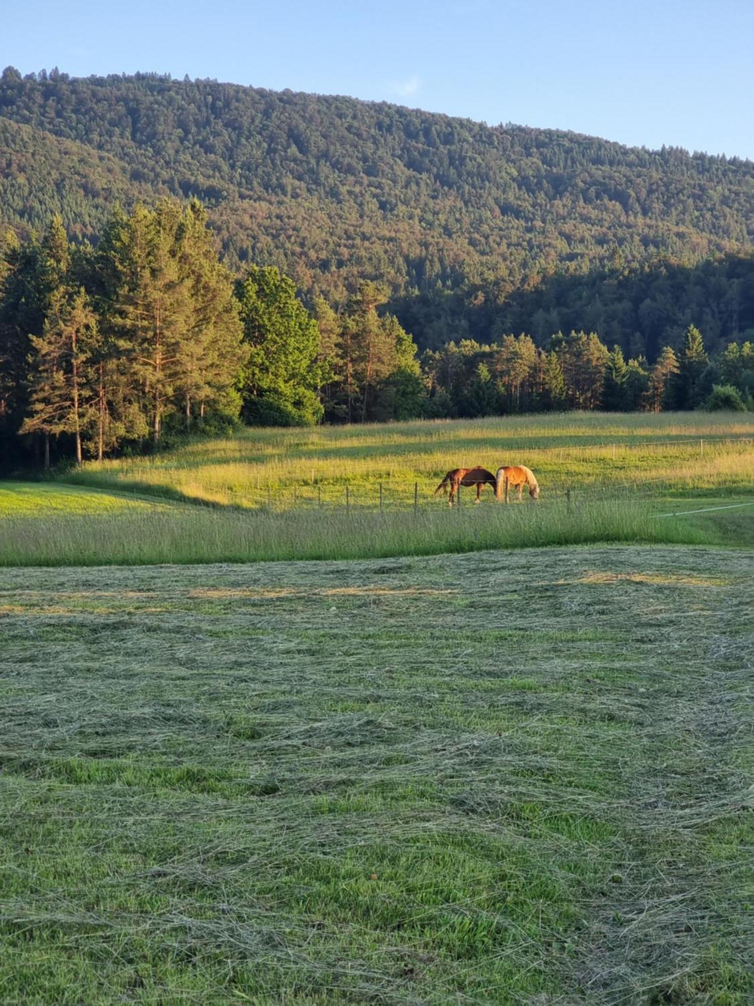 Notranjska Hisa - Traditional Country House, Close To The World Attraction Cerknica Lake Begunje pri Cerknici Εξωτερικό φωτογραφία